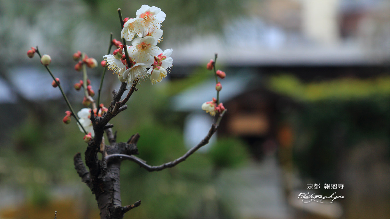 報恩寺 白梅 壁紙