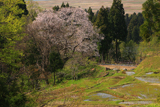 所山田の大桜
