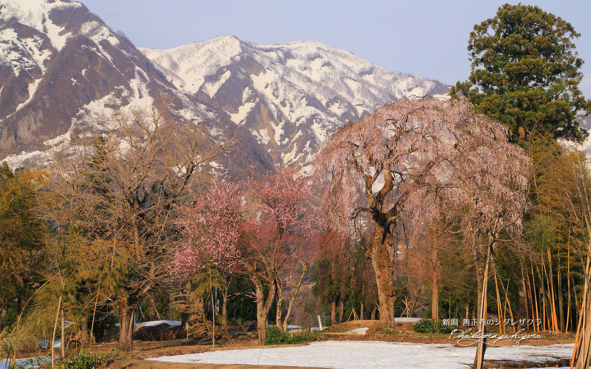善正寺の枝垂れ桜
