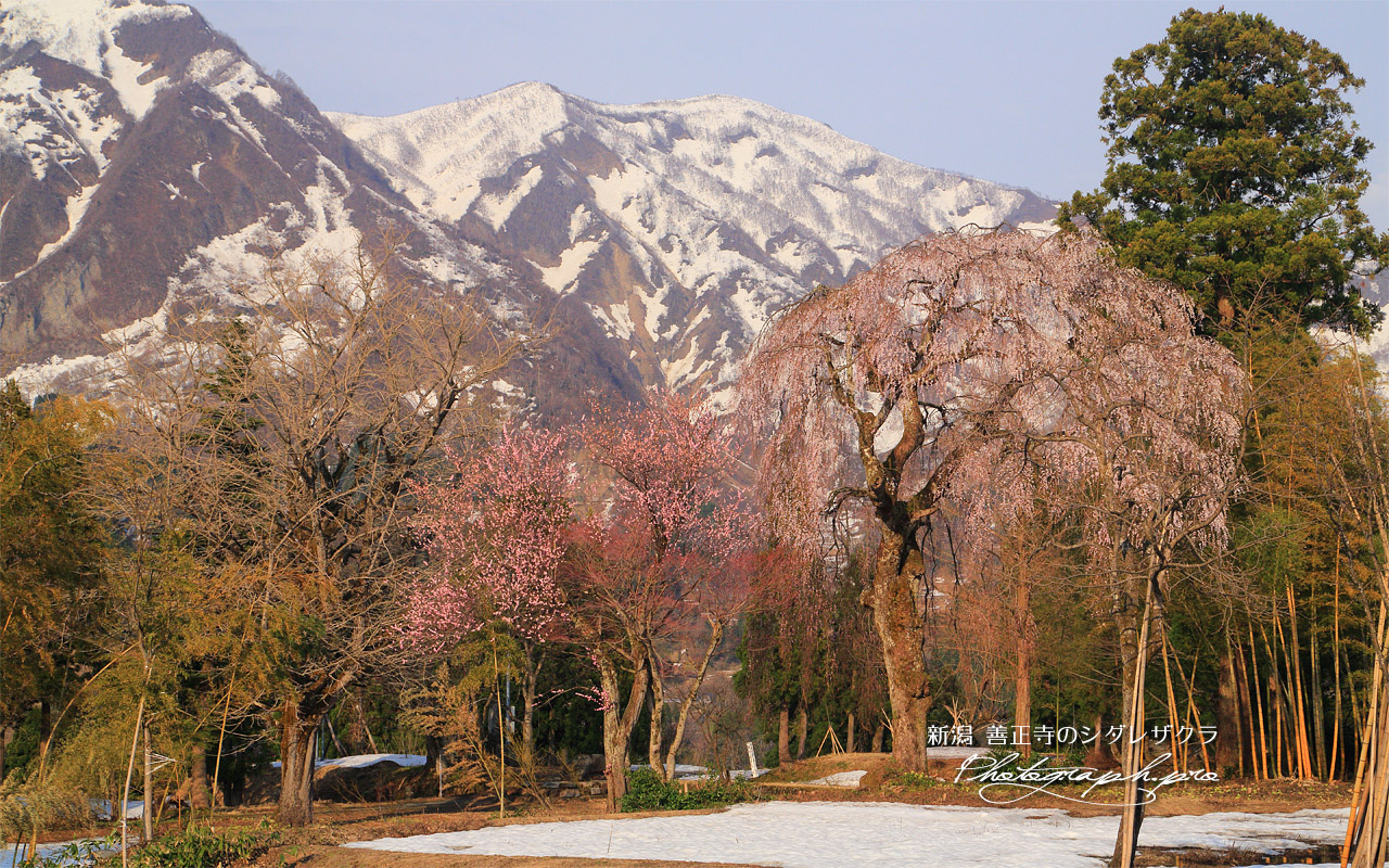 善正寺の枝垂れ桜 壁紙