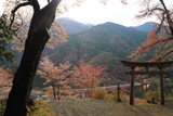 無数原の桜