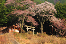無数原のサクラ