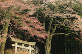 無数原の山桜