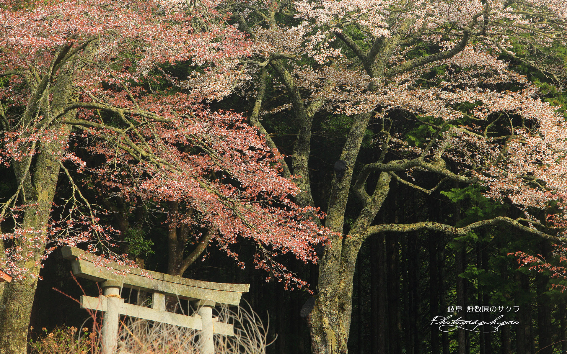 無数原の山桜