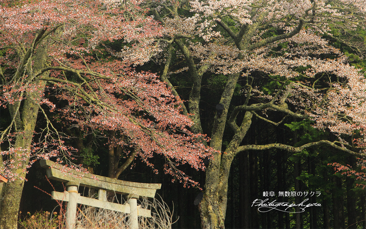 無数原の山桜 壁紙