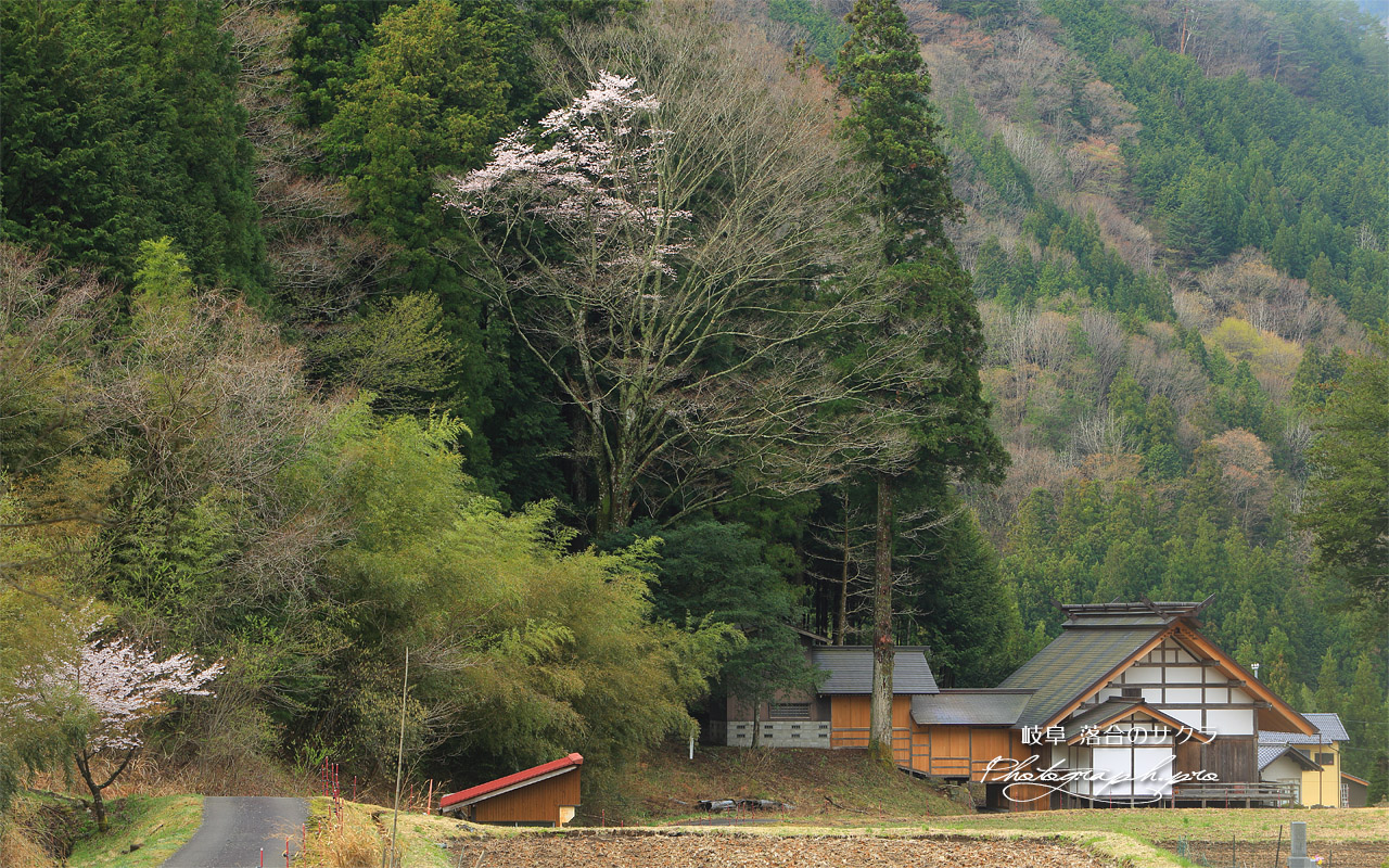 落合の桜 壁紙