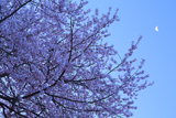 臥龍桜 龍鱗の月