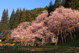 臥龍桜