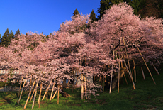 臥龍桜