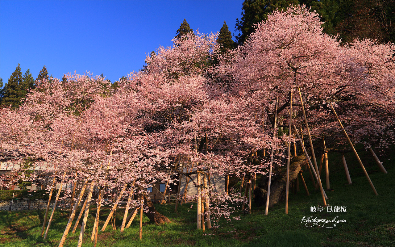 臥龍桜 壁紙