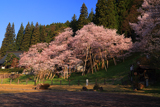 臥龍桜