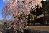 浄福寺のしだれサクラ