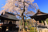 浄福寺のしだれサクラ