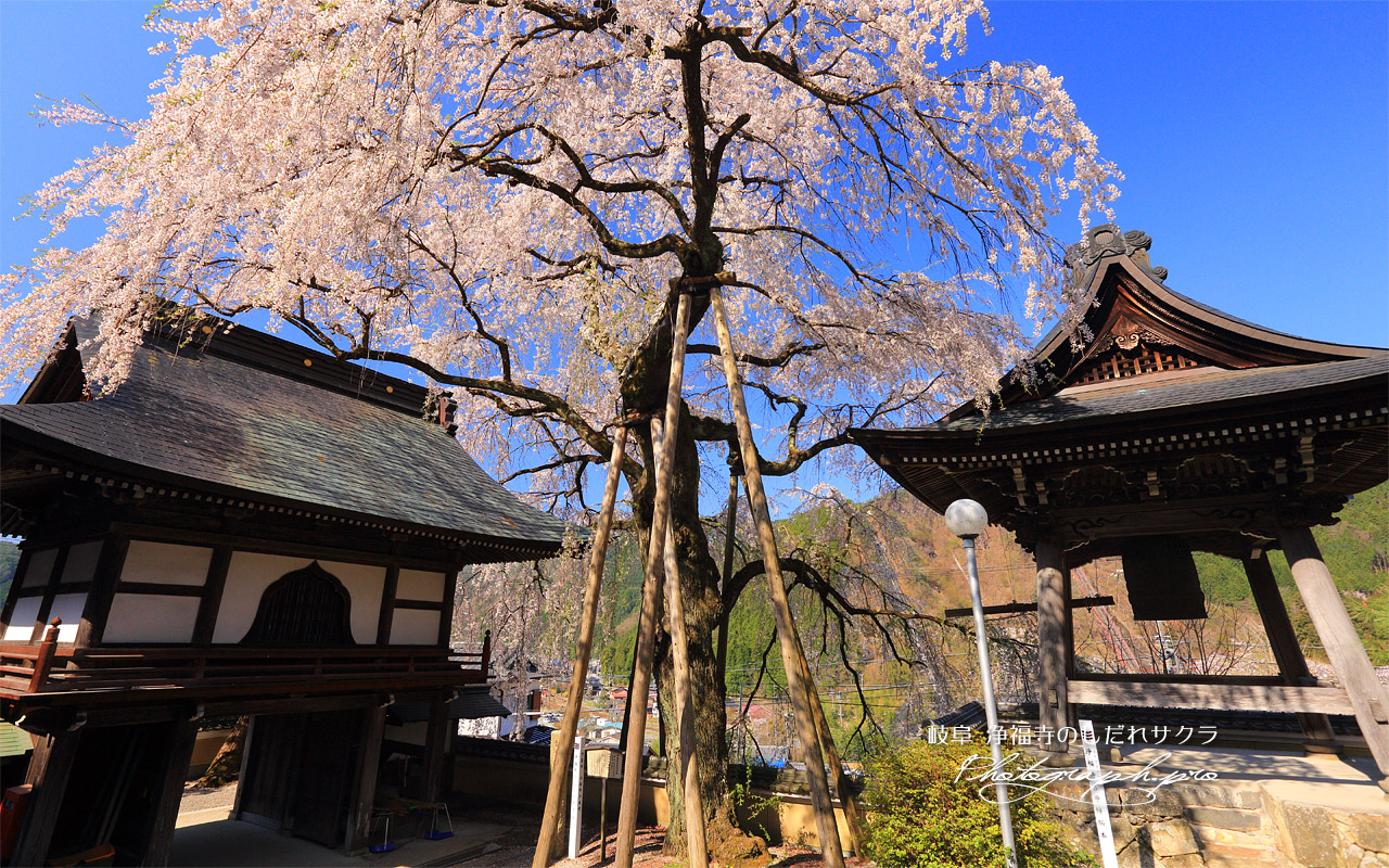 浄福寺のしだれサクラ 壁紙