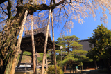 浄福寺のしだれ桜