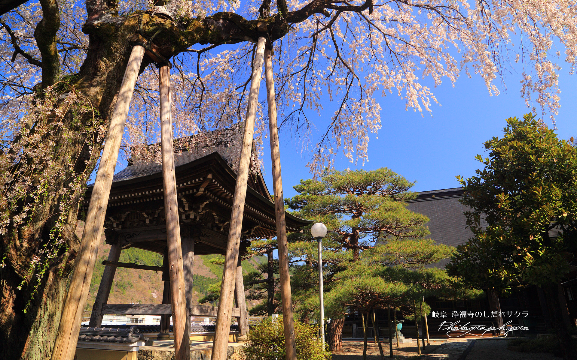 浄福寺のしだれ桜