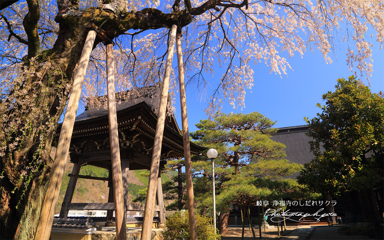 浄福寺のしだれ桜 壁紙