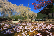 賢誓寺のしだれ桜