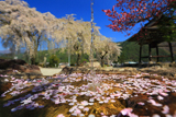 賢誓寺のしだれ桜