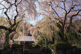 賢誓寺のしだれ桜