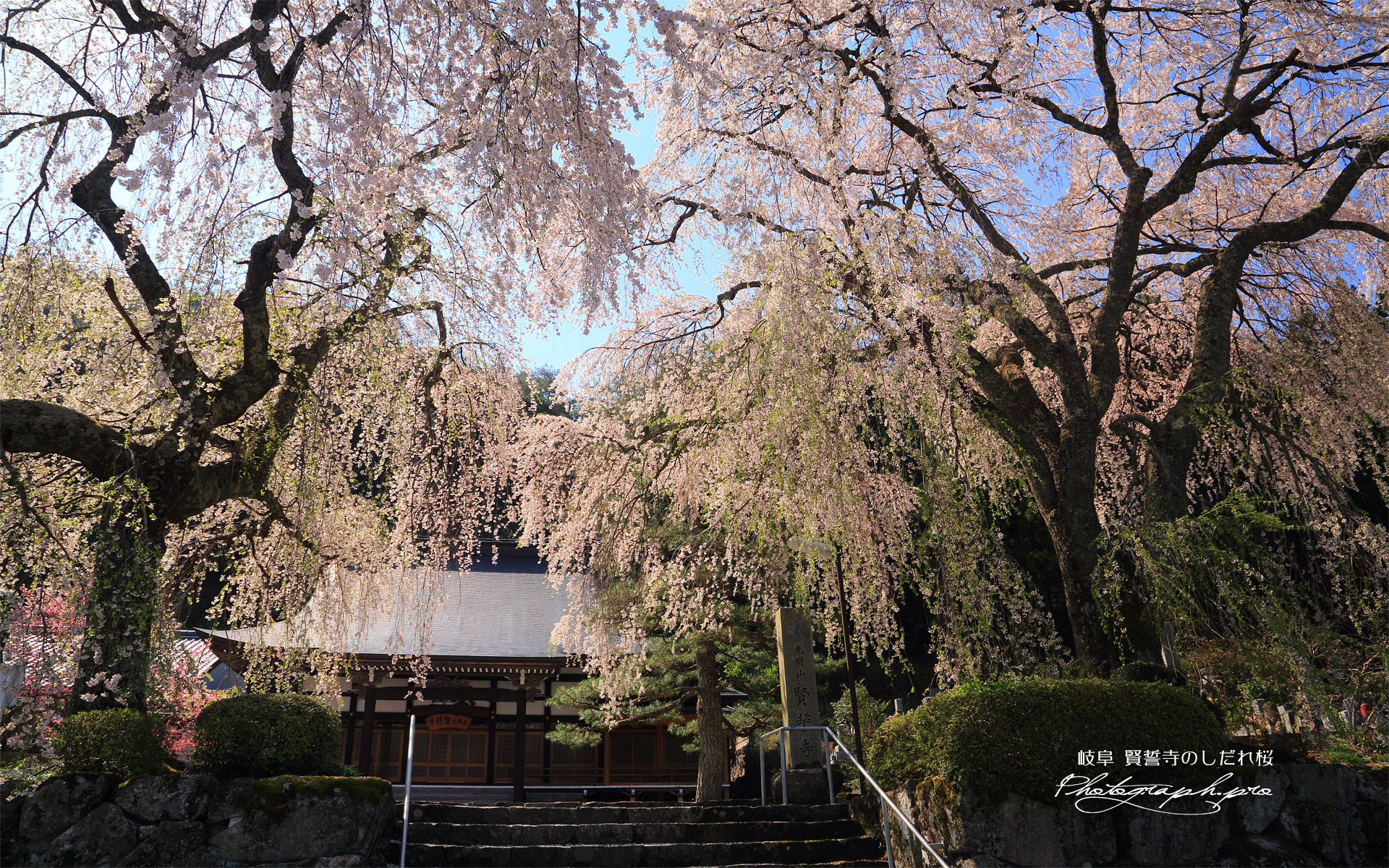 賢誓寺のしだれ桜