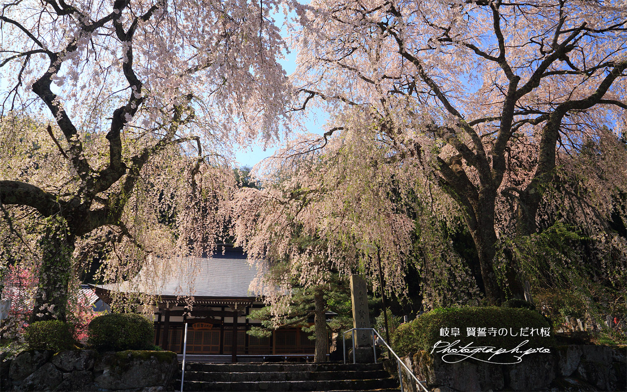賢誓寺のしだれ桜 壁紙