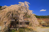南ひだ健康道場の枝垂桜