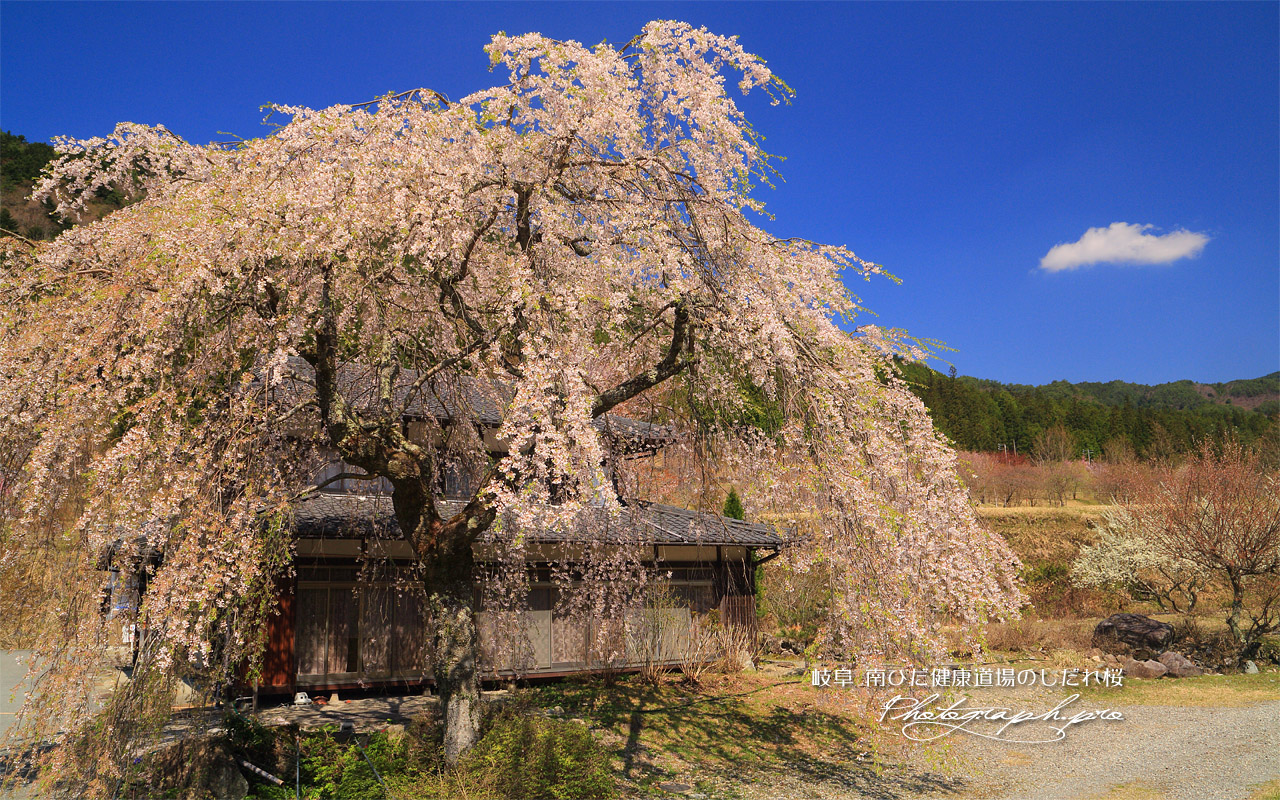 南ひだ健康道場の枝垂桜 壁紙