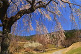 南ひだ健康道場の枝垂桜