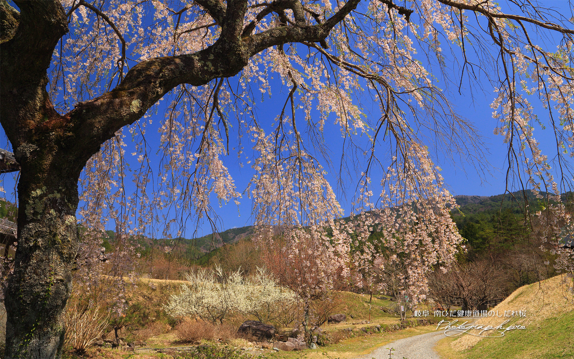 南ひだ健康道場のしだれ桜