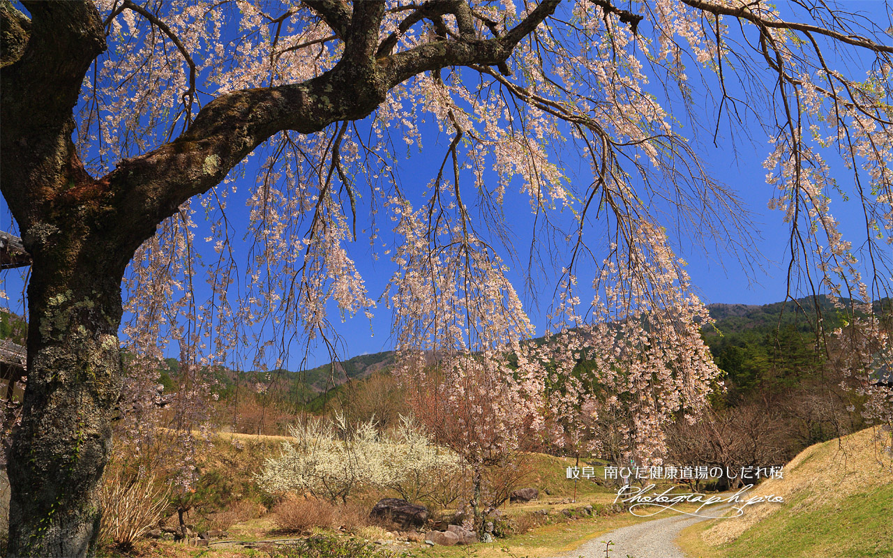 南ひだ健康道場のしだれ桜 壁紙