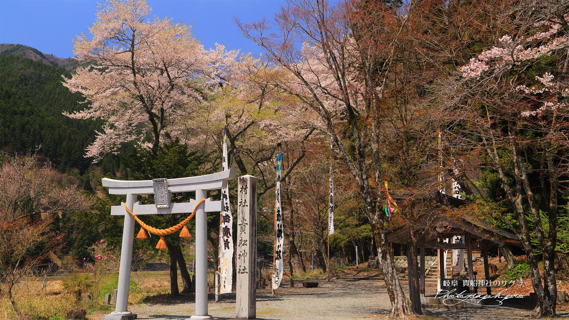 貴船神社のサクラ