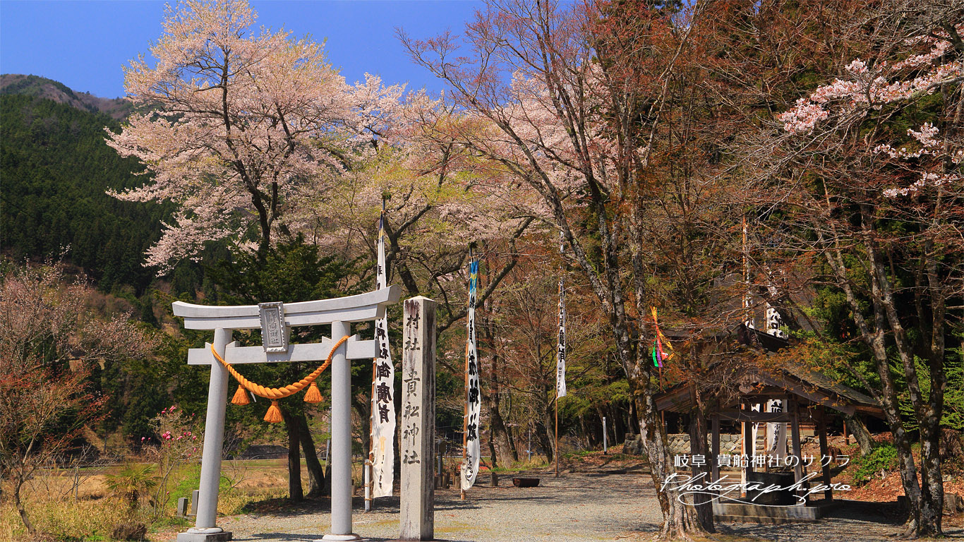 貴船神社のサクラ 壁紙