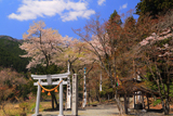 貴船神社のサクラ