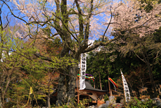 貴船神社のサクラ