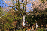 貴船神社のサクラ