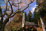 貴船神社の桜