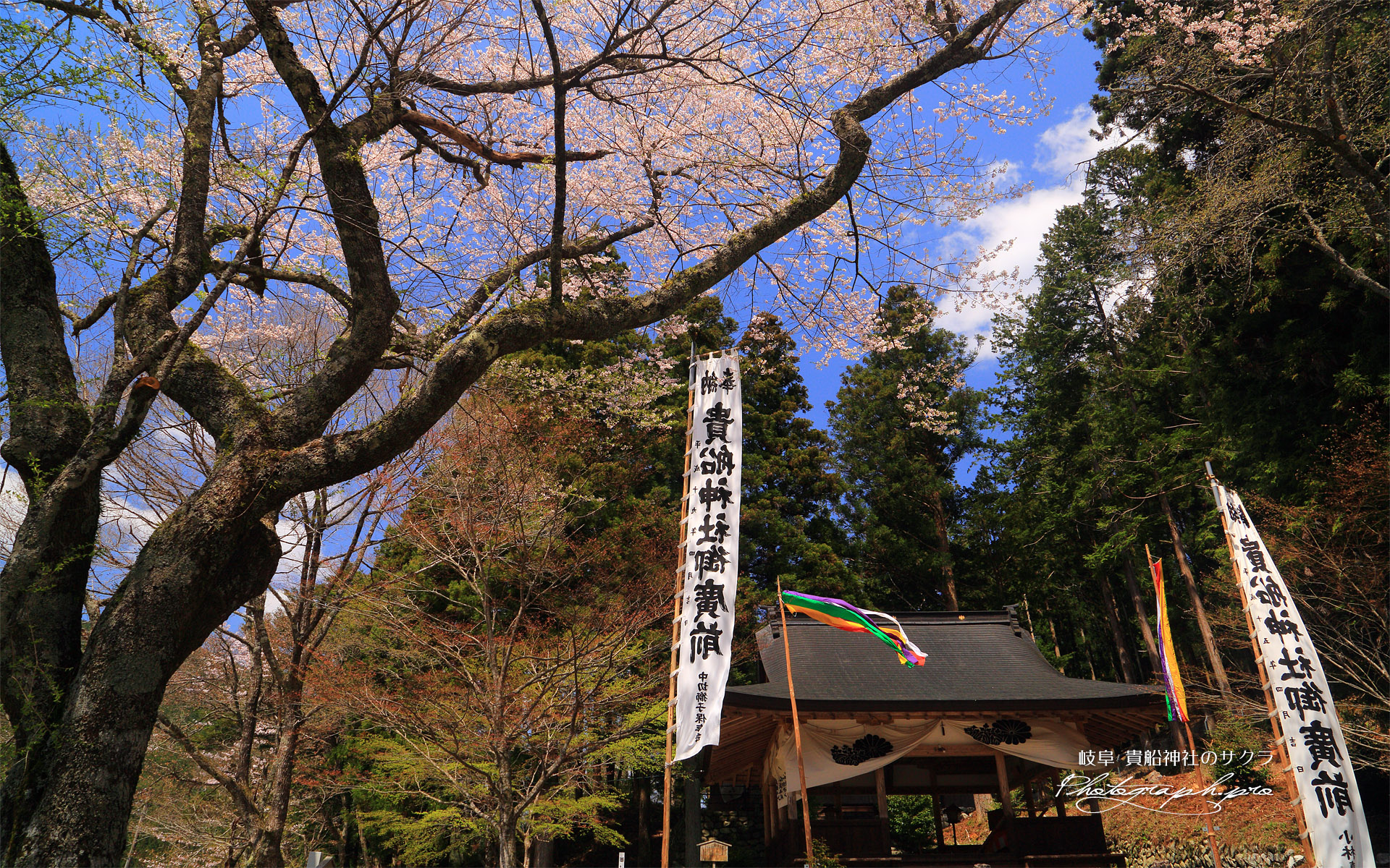 貴船神社の桜
