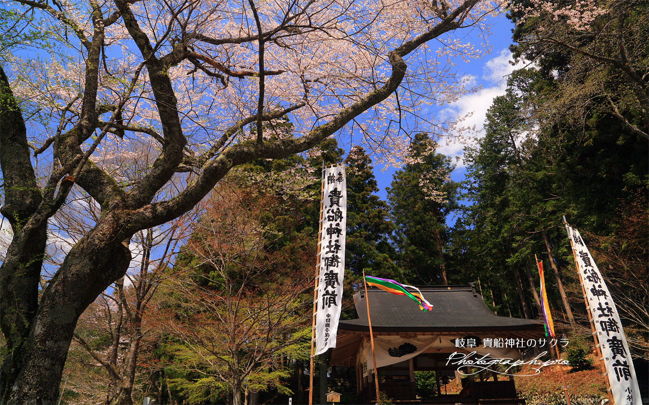 貴船神社の桜 壁紙