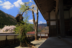 桂林寺のサクラ