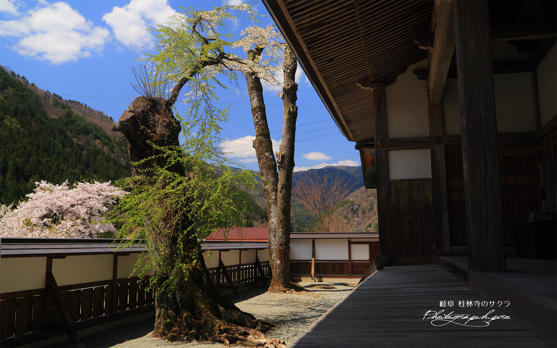 桂林寺のサクラ
