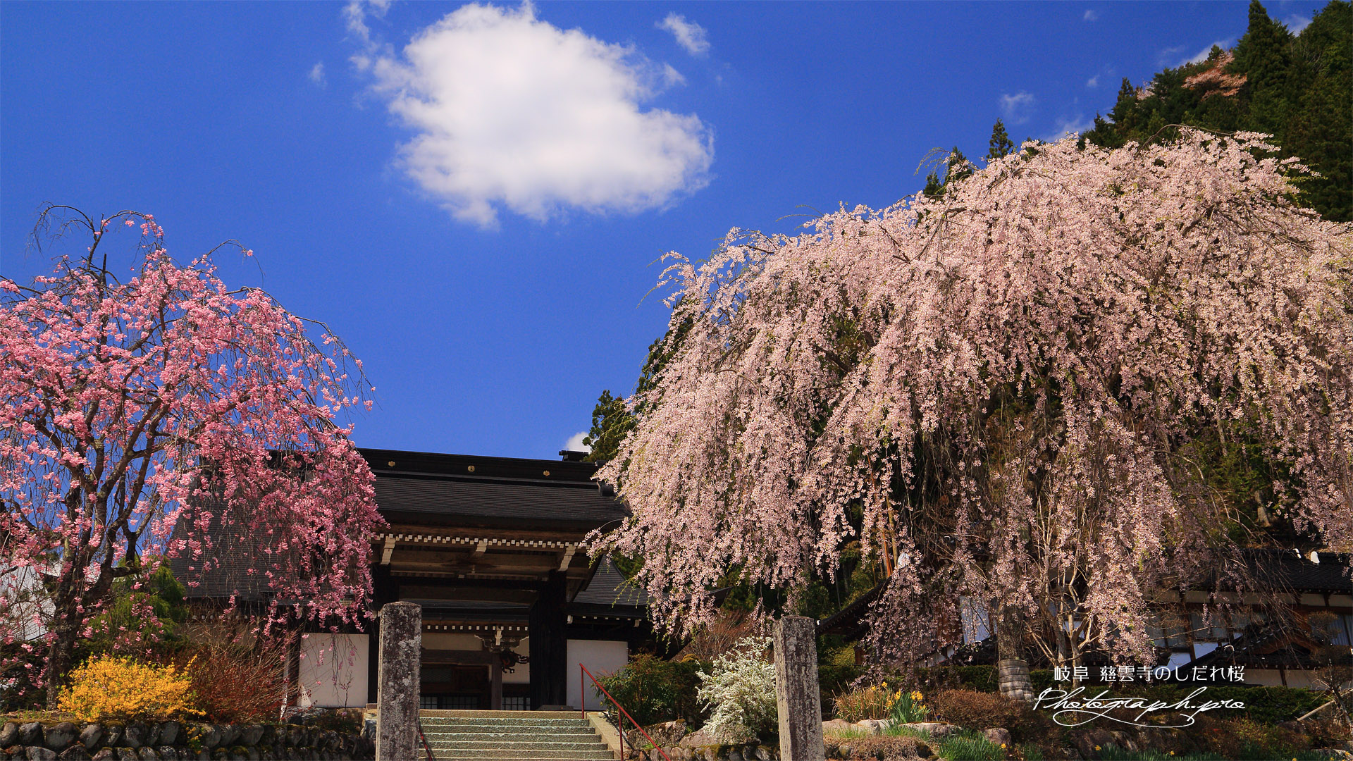 慈雲寺のしだれ桜