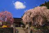 慈雲寺のしだれ桜