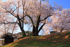賀茂神社御旅所の桜