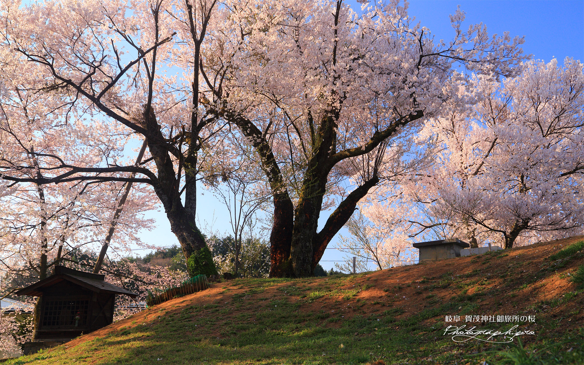 賀茂神社御旅所の桜
