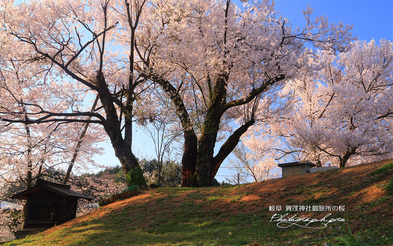 賀茂神社御旅所の桜 壁紙