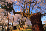 賀茂神社御旅所の加茂桜