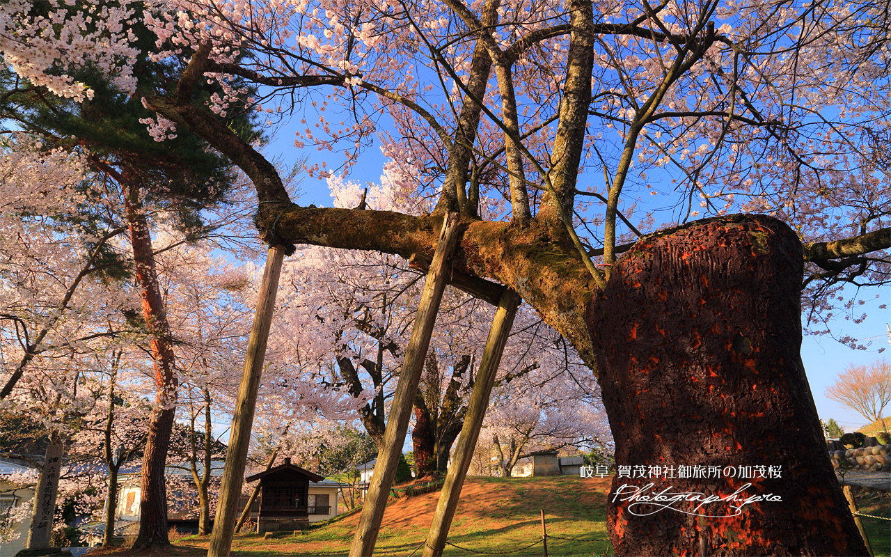 賀茂神社御旅所の加茂桜 壁紙