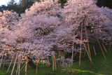 臥龍桜
