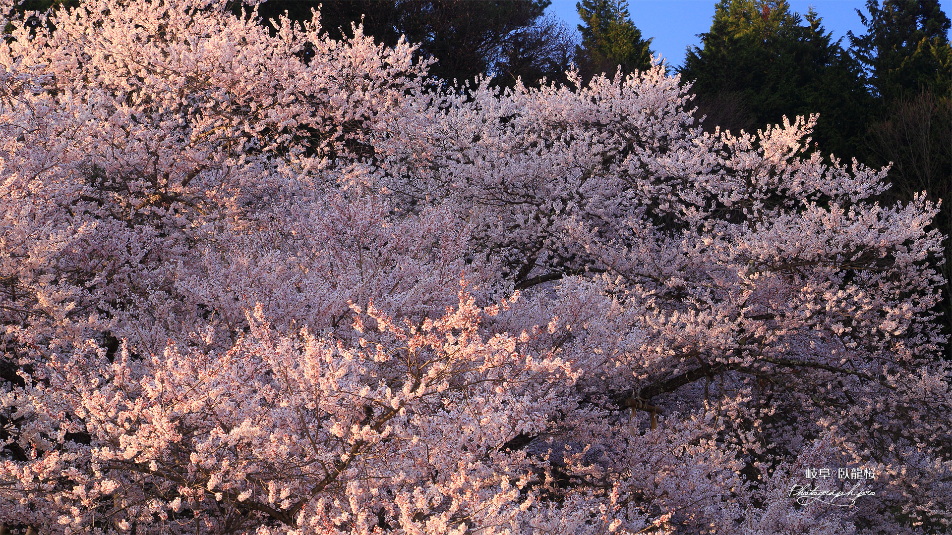 臥龍桜
